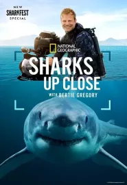 摄影师贝尔蒂与鲨鱼零距离 Sharks Up Close With Bertie Gregory 2025 摄影师伯蒂与鲨鱼零距离