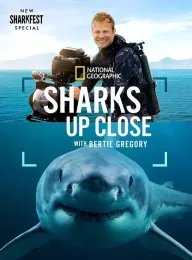 摄影师贝尔蒂与鲨鱼零距离 Sharks Up Close With Bertie Gregory 2025 摄影师伯蒂与鲨鱼零距离