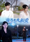 《海鸟跟鱼相爱》短剧高清全集免费在线观看播放完整版