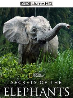 大象的秘密 Secrets of the Elephants Season 1 (2023) / Die geheimnisvolle Welt der Elefanten(德) / 4K.UHD.2160P（阿里云盘资源）