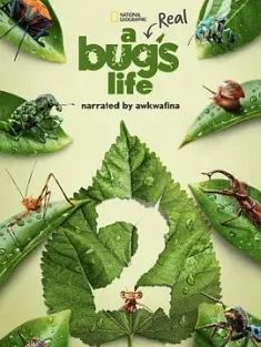 虫虫历险记 第二季 A Real Bug's Life Season 2 2025 虫虫危机(台)/虫虫特工队(港)/真实虫虫危机 [美国] 豆瓣：
