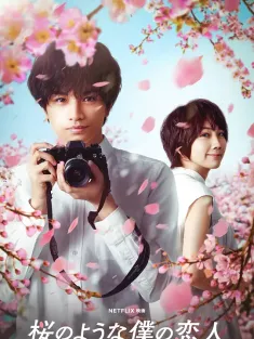 我的樱花恋人 桜のような僕の恋人 2022 Love Like the Falling Petals/My Dearest, Like a Cherry Blossom