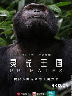 《灵长王国 Primates 2020》全3集 中文字幕 8.44GB