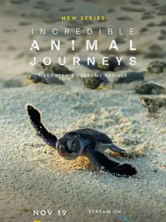 生灵奇旅 Incredible Animal Journeys 2023