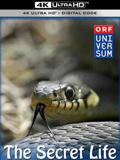 蛇的秘密生活 The Secret Life of Snakes (2016)  [美国]豆瓣: