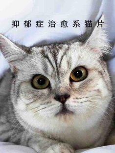 猫咪本喵 Meet.the.Cat.2024.2160p