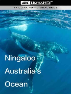 宁格鲁：澳大利亚的海洋奇观 第一季 Ningaloo Australia's Ocean Wonder S01 (2023) / 4K纪录片下载 / Ningaloo.Australia's.Ocean.Wonder.S01.2023.2160p.UHDTV.H265.AAC[中字]