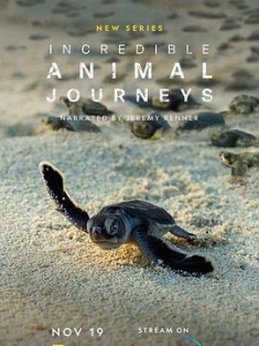 不可思议的动物之旅 Incredible Animal Journeys 2023