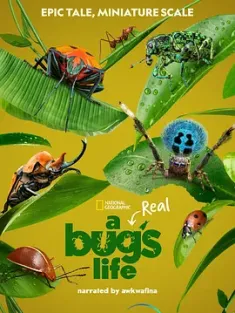 虫虫历险记 第一季 A Real Bug's Life Season 1 2024 虫虫危机(台)/虫虫特工队(港)/真实虫虫危机 [美国] 豆瓣：9.0