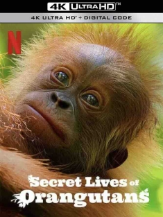红毛猩猩的秘密生活 Secret Lives of Orangutans (2024) /英国/豆瓣: